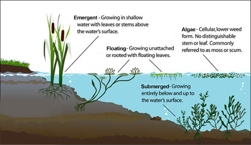 Types of Aquatic Weeds